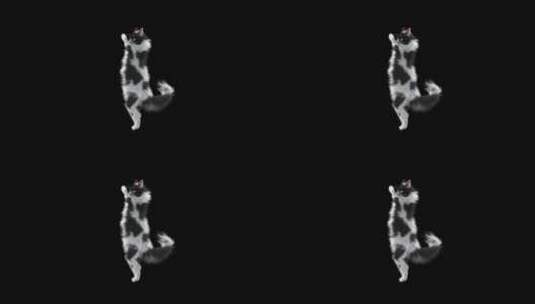 猫跳舞高清在线视频素材下载