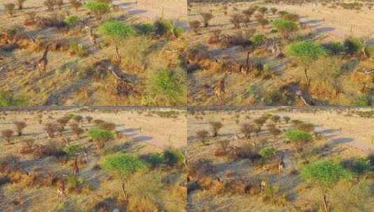 野生动物园长颈鹿自由奔跑高清在线视频素材下载
