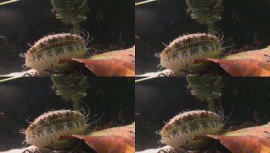 蛤蜊在海底开合高清在线视频素材下载