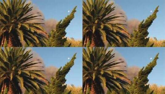 浓烟前的植物高清在线视频素材下载