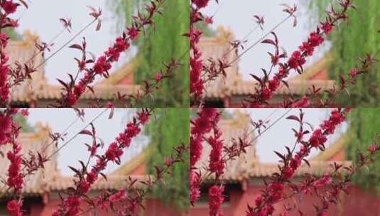 春天中国北京故宫博物院内绽放的榆叶梅高清在线视频素材下载