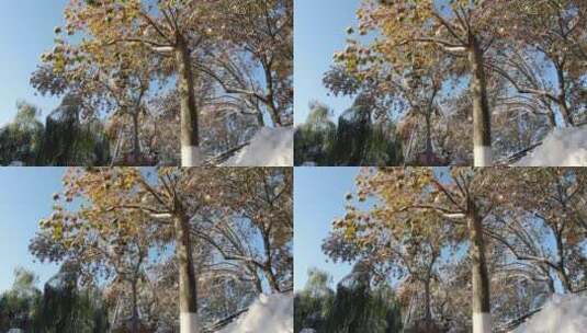 航拍济南大明湖冬天雪景高清在线视频素材下载