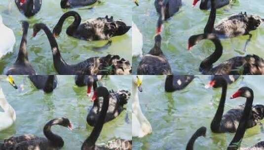 动物园里的黑天鹅高清在线视频素材下载
