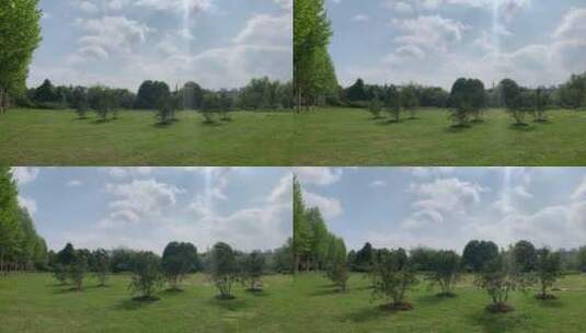 某公园刚种上去的小树，看着很健康高清在线视频素材下载