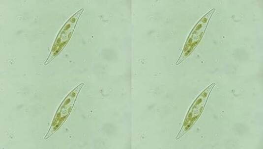 微生物硅藻高清在线视频素材下载