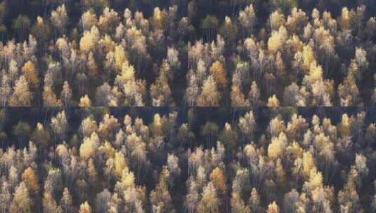 丰宁坝上山林秋季地理风光高清在线视频素材下载
