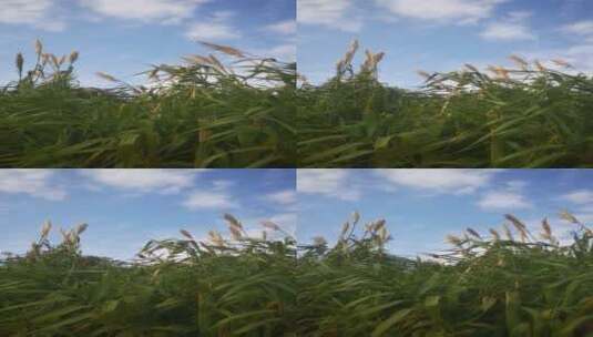 实拍树枝树叶植物芦苇枫叶爬山虎高清在线视频素材下载