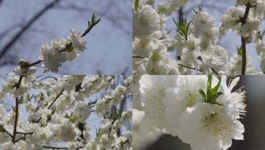 【镜头合集】白色花朵花瓣桃花梅花高清在线视频素材下载