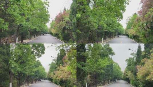 济南千佛山西路环山路，树木郁郁葱葱高清在线视频素材下载