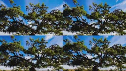 稀树大草原上的一棵巨大的艾尔干树高清在线视频素材下载