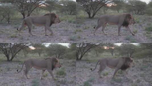 在稀树大草原上行走的雄狮高清在线视频素材下载