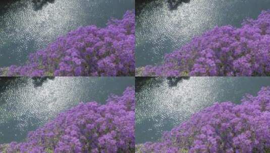 云南湖泊航拍昆明滨江江边盛开的蓝花楹美景高清在线视频素材下载