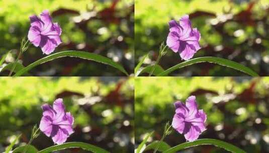 花 小花 紫色花 绿化 路边 景观高清在线视频素材下载