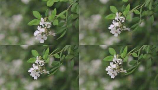 月季花特写高清在线视频素材下载