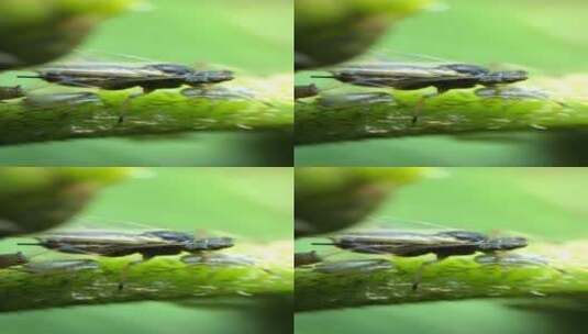 自媒体素材 显微镜下的蚜虫8高清在线视频素材下载