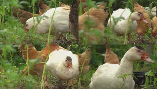 农村 家养 散养 果园鸡 生态养殖高清在线视频素材下载