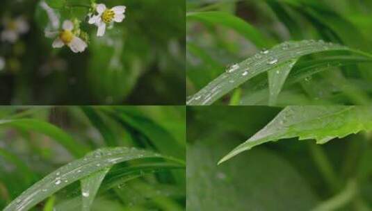 雨滴水滴植物升格高清 谷雨惊蛰立夏节气高清在线视频素材下载