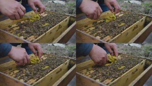 养蜂场饲养蜜蜂喂花粉慢镜头特写高清在线视频素材下载