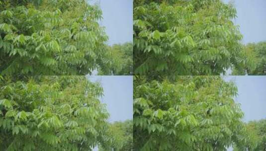 220516梅湖银杏树林A01670513高清在线视频素材下载