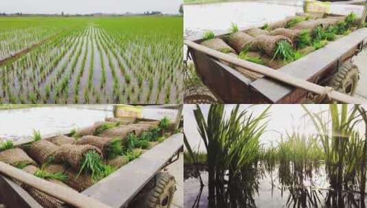 水稻素材高清在线视频素材下载
