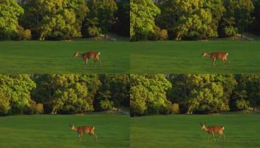 日本奈良公园里的可爱小鹿漫步草地高清在线视频素材下载