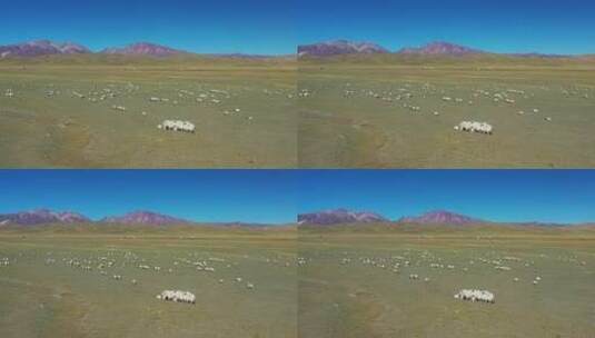 原创 新疆巴音布鲁克草原牧场农场自然风光高清在线视频素材下载