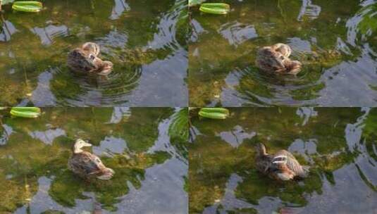 野鸭在水面休息梳理羽毛高清在线视频素材下载