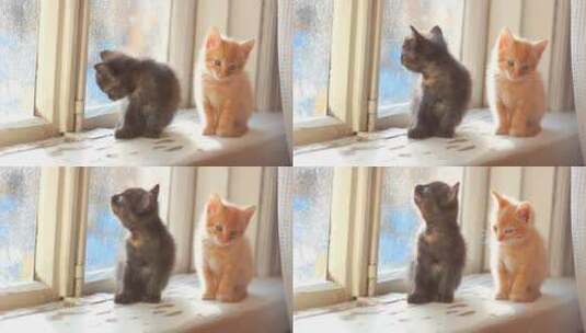 窗台上的小猫咪高清在线视频素材下载