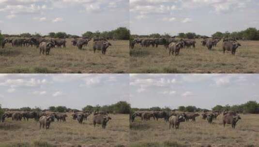 水牛群在草地上四处张望高清在线视频素材下载