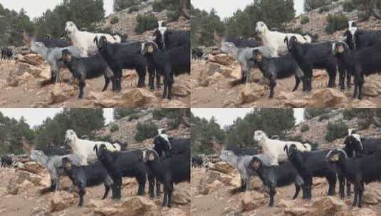 一群山羊在岩石山上吃东西高清在线视频素材下载