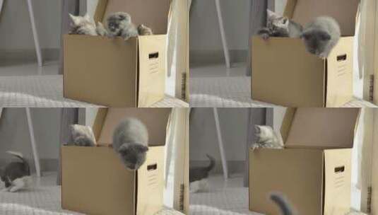 一群可爱的小猫爬到纸箱外面。毛茸茸的宠物高清在线视频素材下载