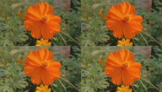 橙色小清新花朵高清在线视频素材下载