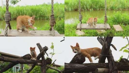 中华田园猫实拍4K高清在线视频素材下载
