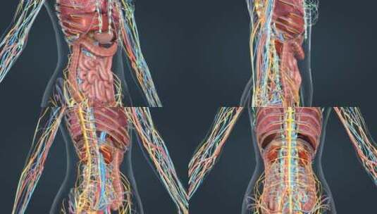 人体解剖肾脏肺肝脏肠道消化系统器官动画高清在线视频素材下载