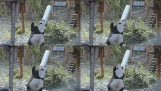 国家保护动物调皮可爱的大熊猫高清在线视频素材下载