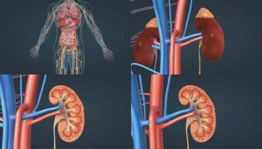 医学动画人体器官泌尿系统三维动画高清在线视频素材下载