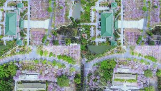广州华南农业大学紫荆花高空航拍高清在线视频素材下载