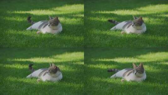 猫悠闲的躺在草地高清在线视频素材下载