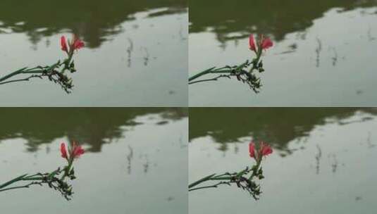 植物枝条在湖边随微风摆动视频素材高清在线视频素材下载