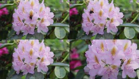 蜜蜂在粉色花朵上吸食花蜜高清在线视频素材下载