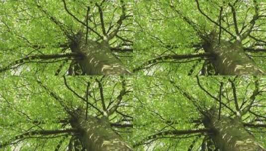 树荫下映射的光影高清在线视频素材下载
