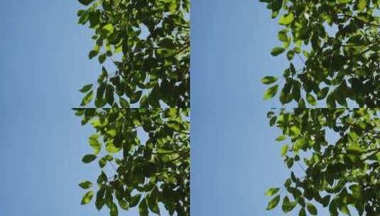 夏天阳光树叶高清在线视频素材下载