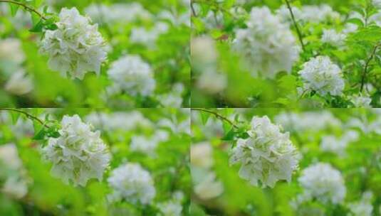 唯美三角梅叶子花特写高清在线视频素材下载