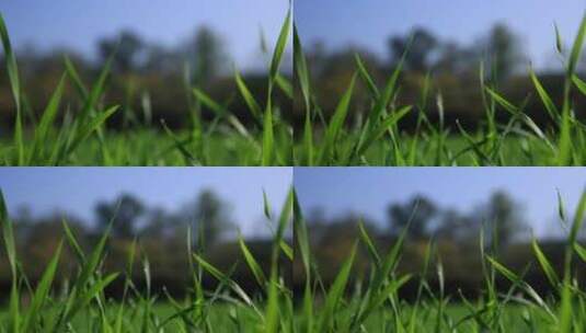 生长的小麦苗高清在线视频素材下载