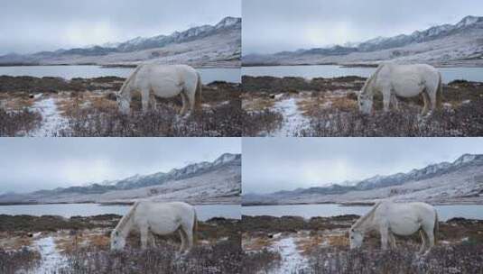 雪山下雪地里的白马高清在线视频素材下载