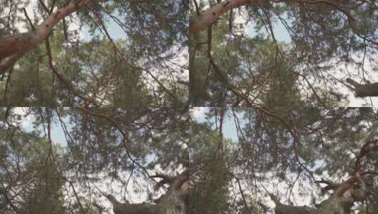 森林松树树枝景观高清在线视频素材下载