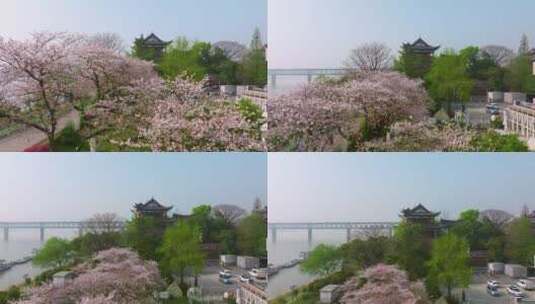 武汉汉阳江滩晴川阁公园和樱花风光高清在线视频素材下载