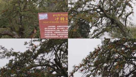 徒步天堂雨崩村自然风光高清在线视频素材下载