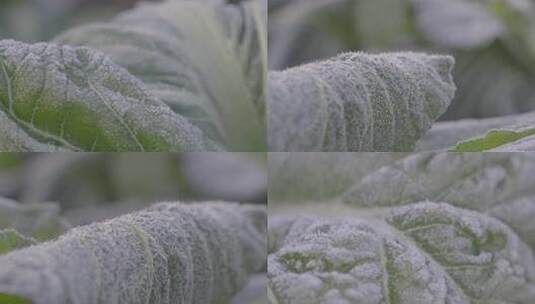 菜叶上的白霜冰晶高清在线视频素材下载
