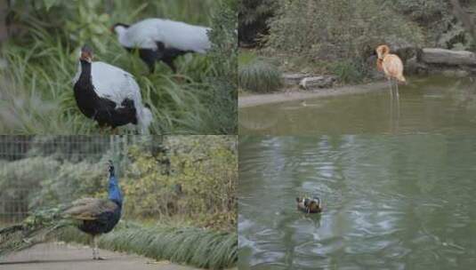 4K视频上海动物园鸟类飞禽类高清在线视频素材下载